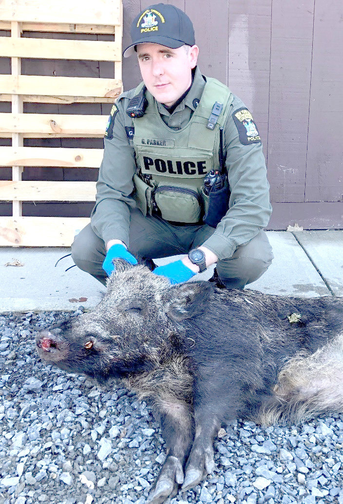 ECO Parker poses with a pig struck by an ambulance in Fremont.
